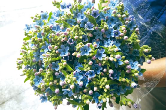 ブルースター・トルコキキョウ